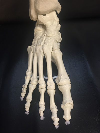 Die Anatomie des Fußes
